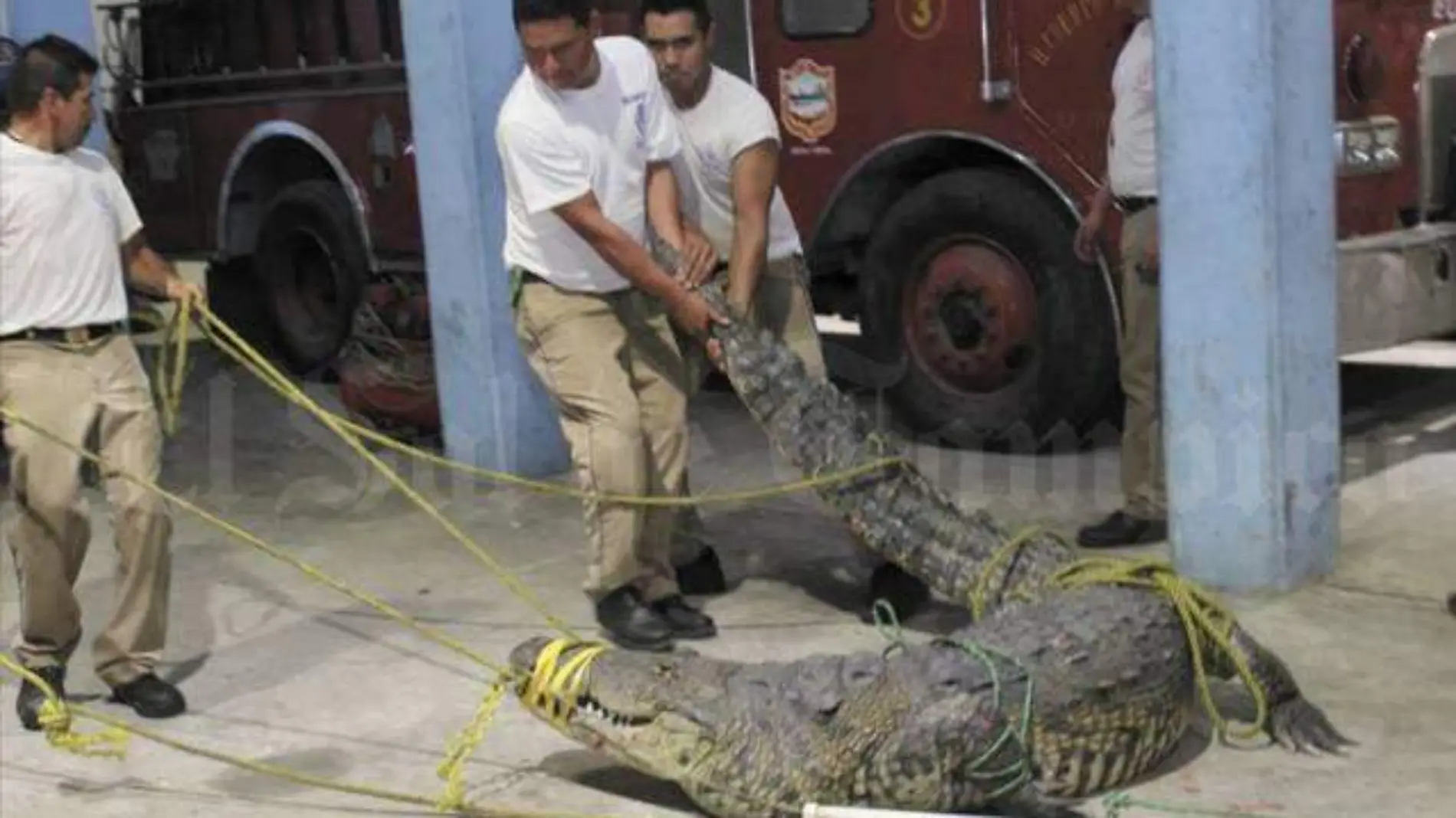 Atrapan a cocodrilo asesino y lo resguardan en oficinas de Bomberos de Tampico